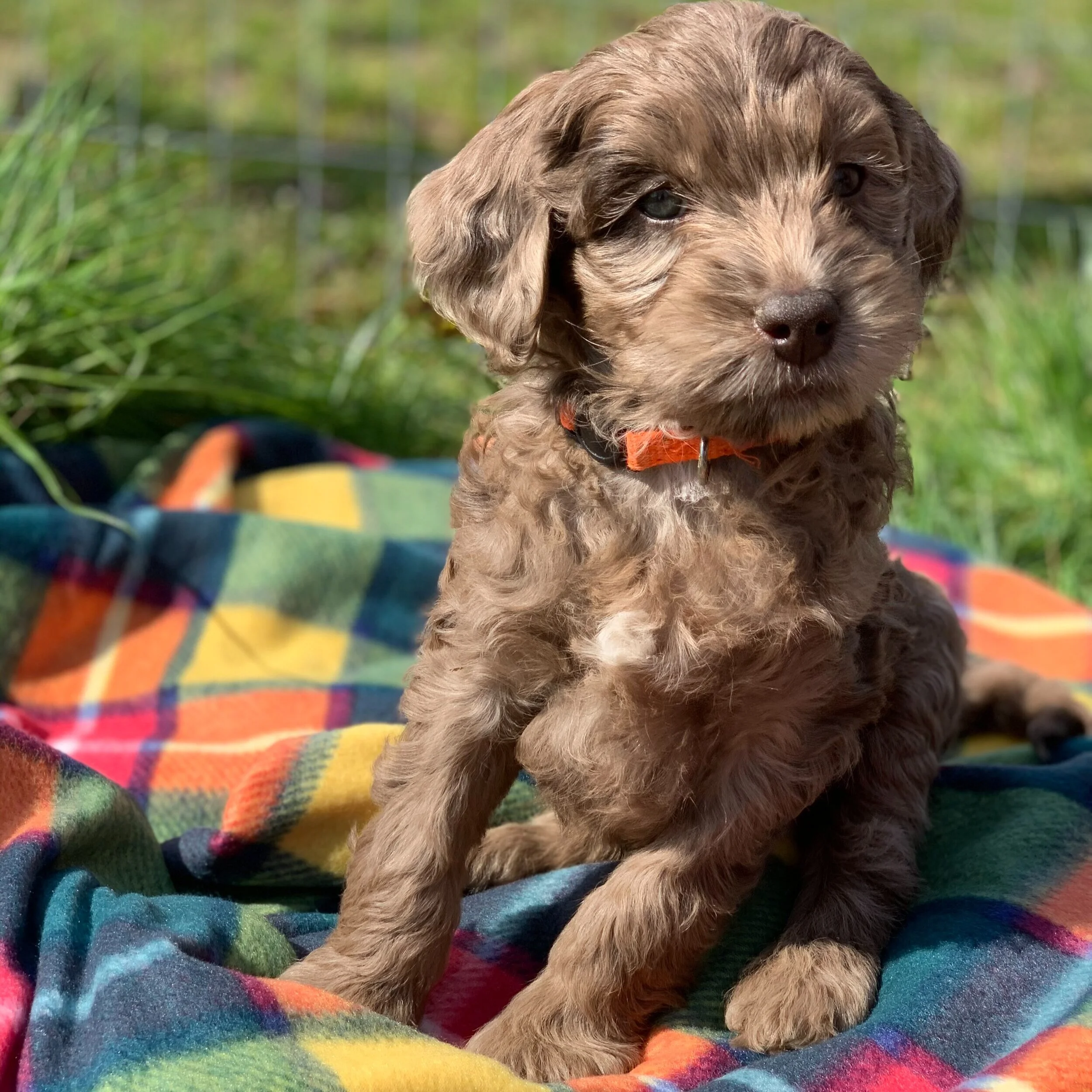 Pocket labradoodle sales